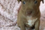 American pit bull puppies