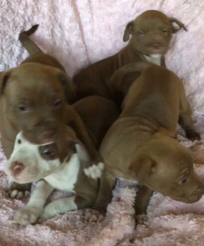 American pit bull puppies