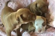 American pit bull puppies