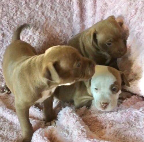 American pit bull puppies