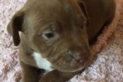 American pit bull puppies