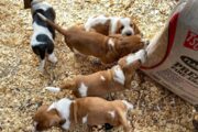 Basset Hound puppies in search of comfortable homes .