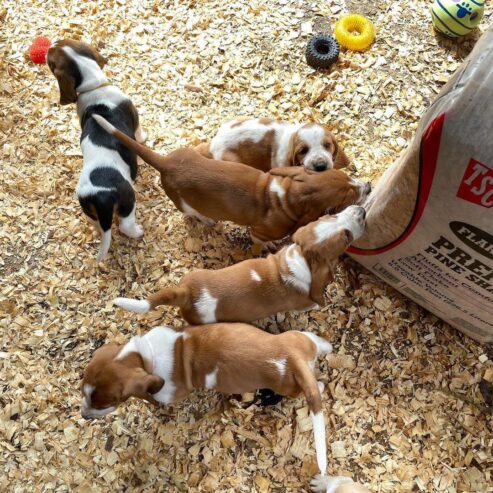 Basset Hound puppies in search of comfortable homes .