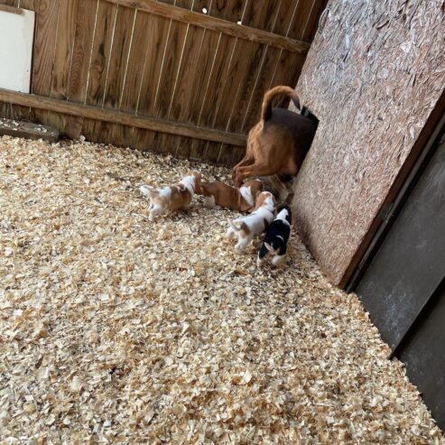 Basset Hound puppies in search of comfortable homes .