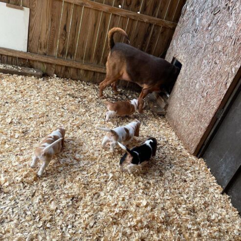 Basset Hound puppies in search of comfortable homes .