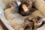 Mind Blowing Abyssinian kittens