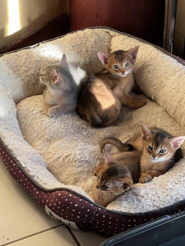 Mind Blowing Abyssinian kittens