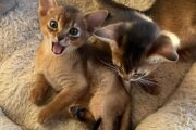 Mind Blowing Abyssinian kittens