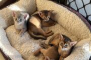 Mind Blowing Abyssinian kittens