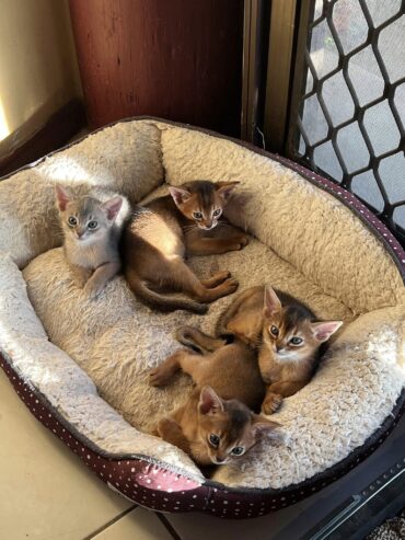 Mind Blowing Abyssinian kittens