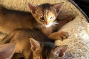 Mind Blowing Abyssinian kittens