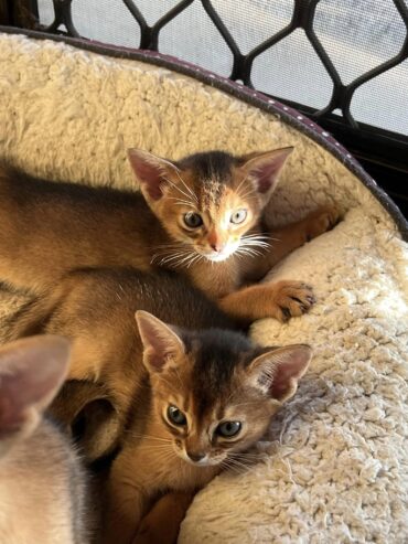 Mind Blowing Abyssinian kittens