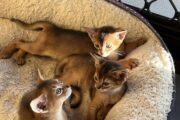 Mind Blowing Abyssinian kittens