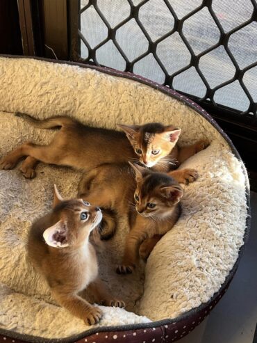 Mind Blowing Abyssinian kittens