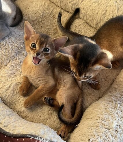 Mind Blowing Abyssinian kittens