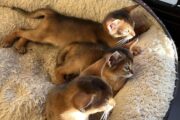 Mind Blowing Abyssinian kittens