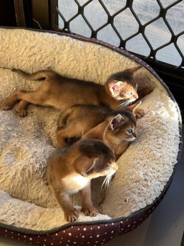 Mind Blowing Abyssinian kittens