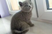 Cute British Short hair Kittens For 5 Star Homes .