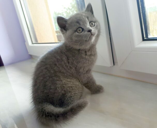 Cute British Short hair Kittens For 5 Star Homes .