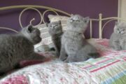 Cute British Short hair Kittens For 5 Star Homes .