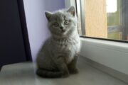 Cute British Short hair Kittens For 5 Star Homes .