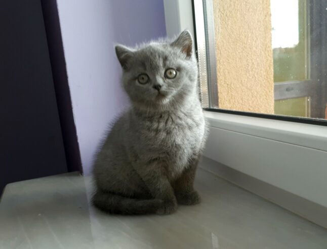 Cute British Short hair Kittens For 5 Star Homes .