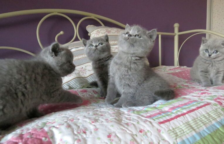 Cute British Short hair Kittens For 5 Star Homes .