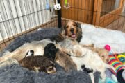 Stunning show type cockapoo puppies!