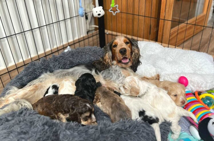 Stunning show type cockapoo puppies!