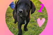 Labrador Puppies