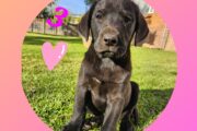 Labrador Puppies