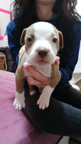 Pitbull puppies