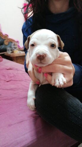 Pitbull puppies