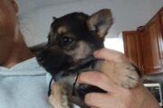 German Sheppard Puppies