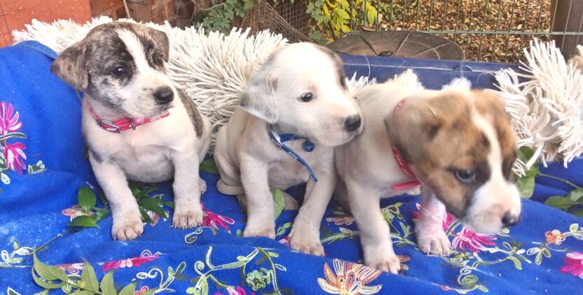 Border Jack puppies