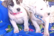 Border Jack puppies