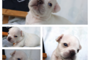 French Bulldogs KUSA