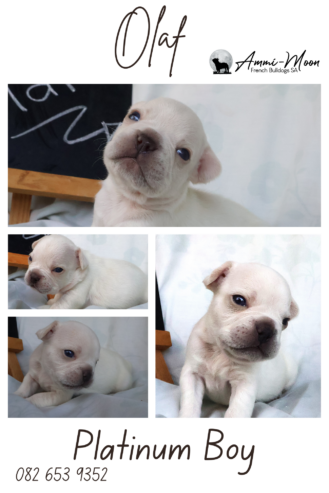 French Bulldogs KUSA