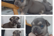 French Bulldogs KUSA