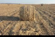 164 soya 1.2m round bales contact 0737211100