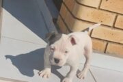 American bully puppies are available for a new home female and male