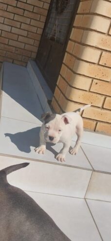 American bully puppies are available for a new home female and male