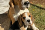 Beagle puppies for sale