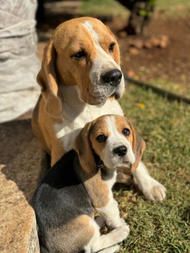 Beagle puppies for sale