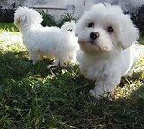 The Best Miniature Maltese babies