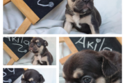 French Bulldogs KUSA