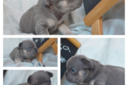 French Bulldogs KUSA