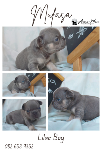 French Bulldogs KUSA