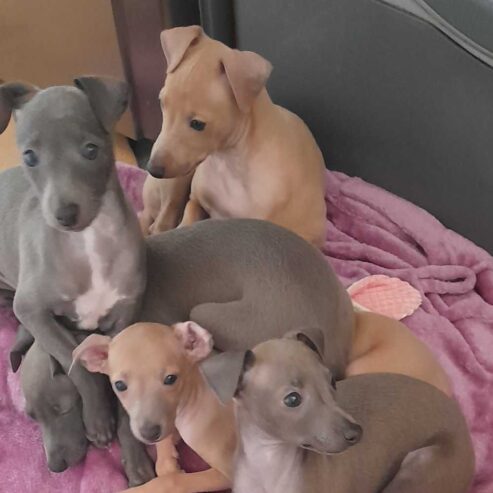 Cute Italian Greyhound Pups