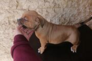 Pocket Bully pups available